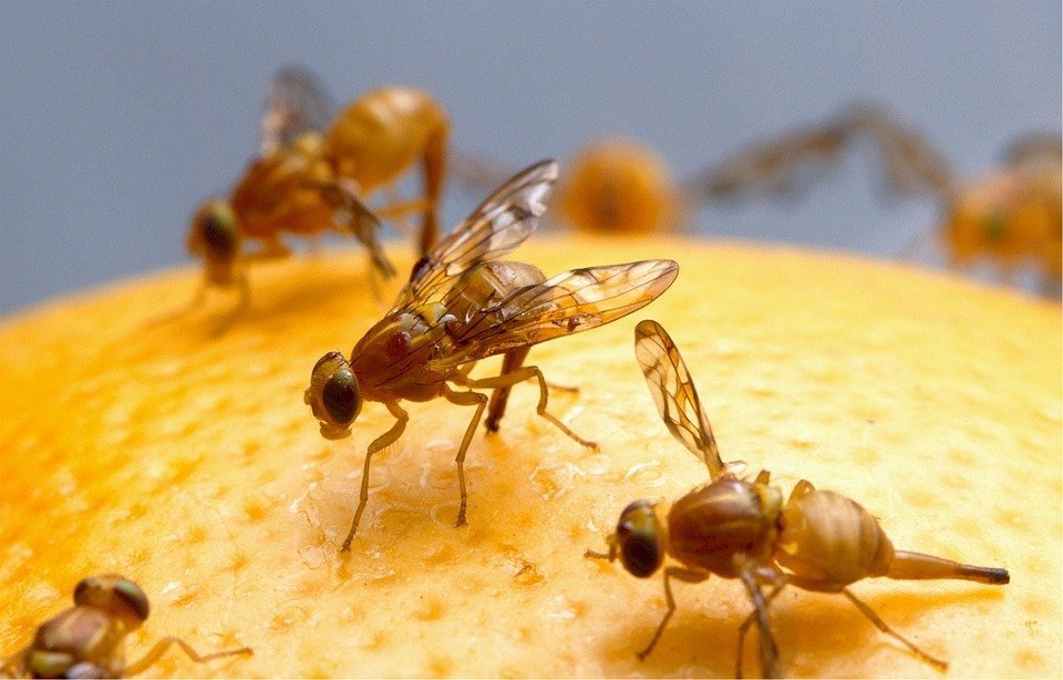 fruit-flies