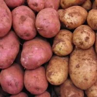 stack of red and russet potatoes