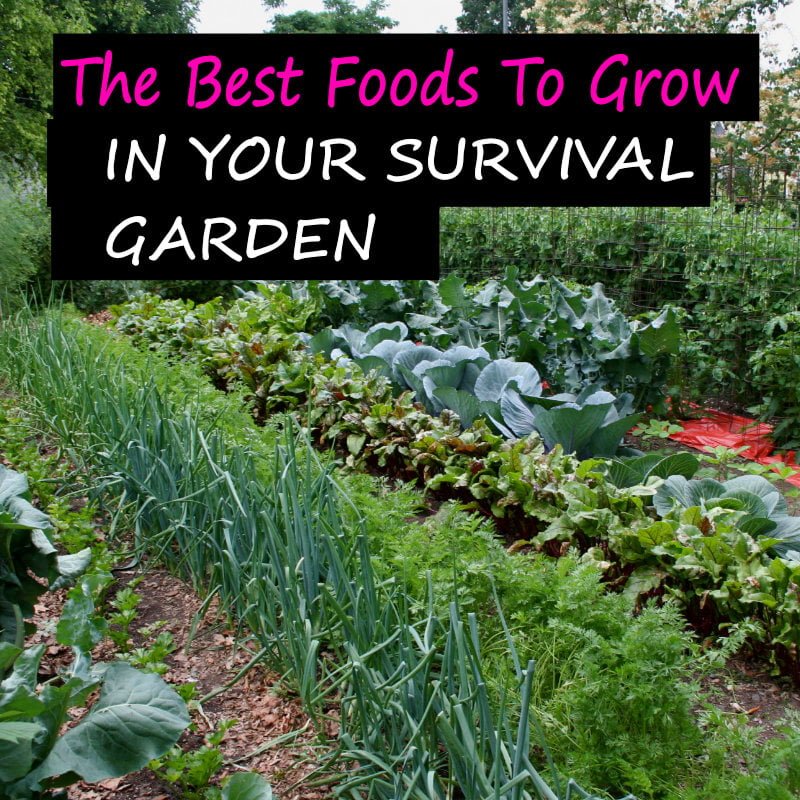 the best foods to grow in your survival garden