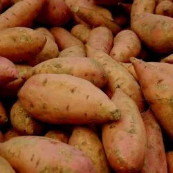 stack of sweet potatoes