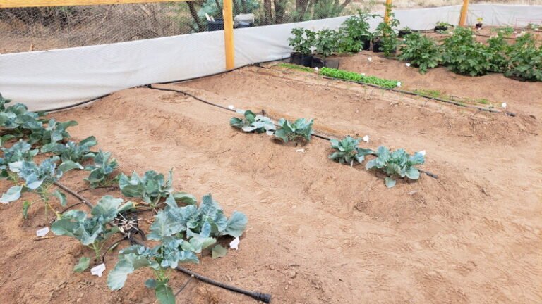 How to Build a Solar Powered Drip Irrigation System Easily and Affordably!